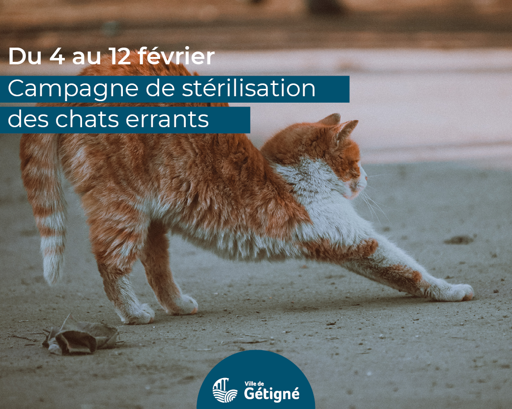chat errant