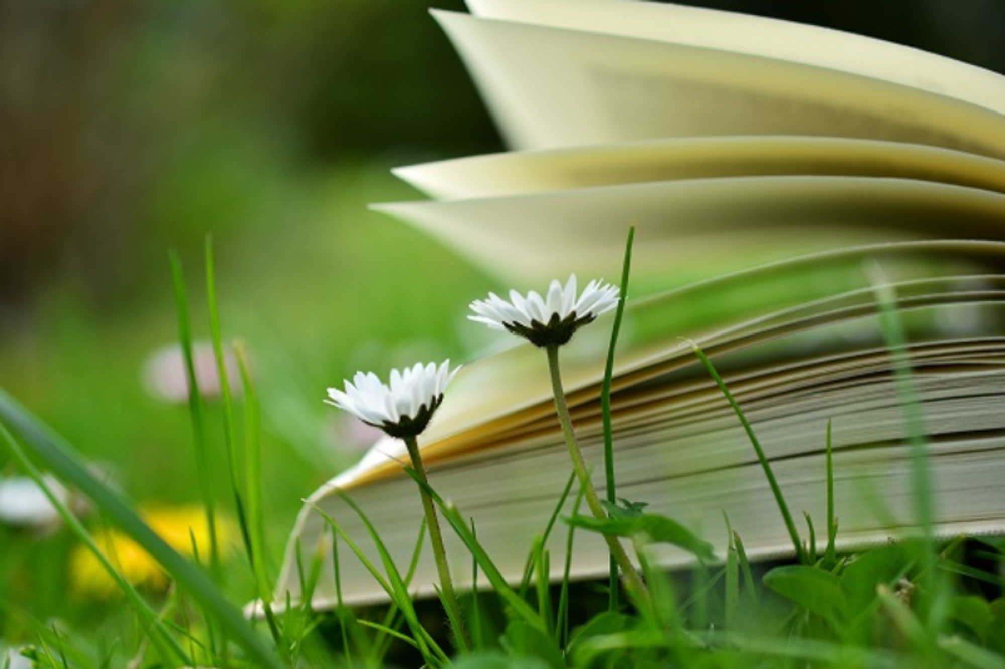 Livre nature petit